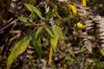 Rhynchosia clivorum subsp. pycnantha