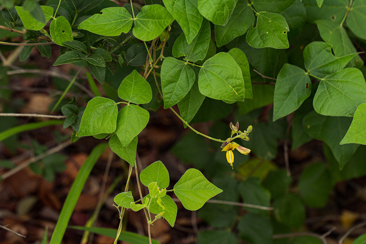 Rhynchosia stipitata