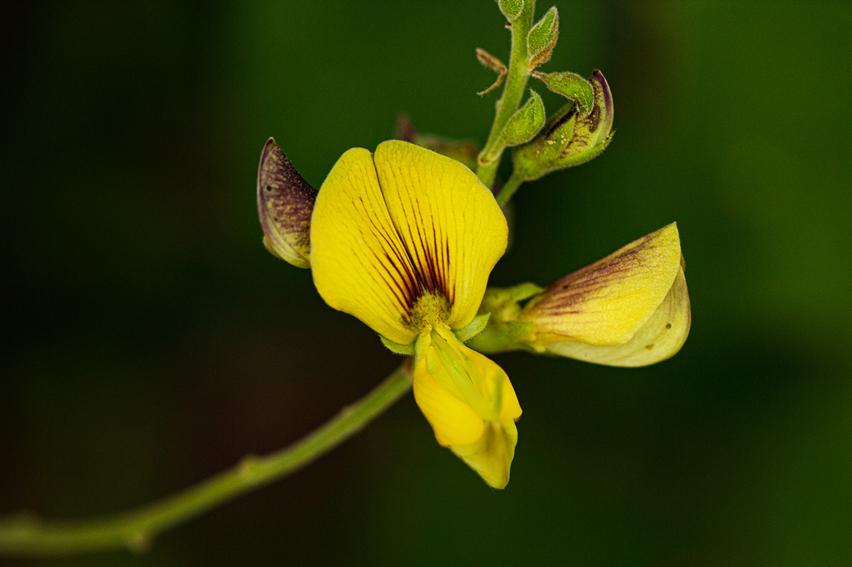 Rhynchosia stipitata Rhynchosia stipitata