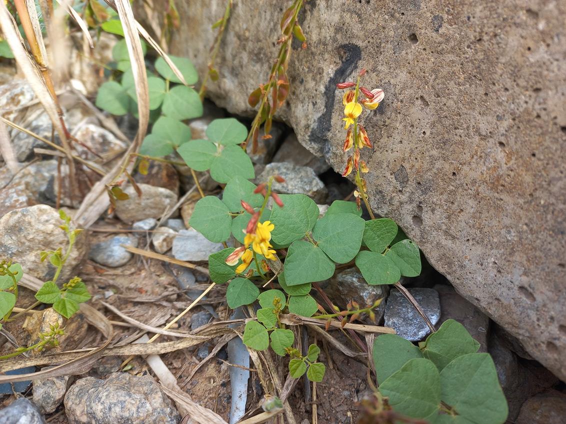 Rhynchosia sublobata