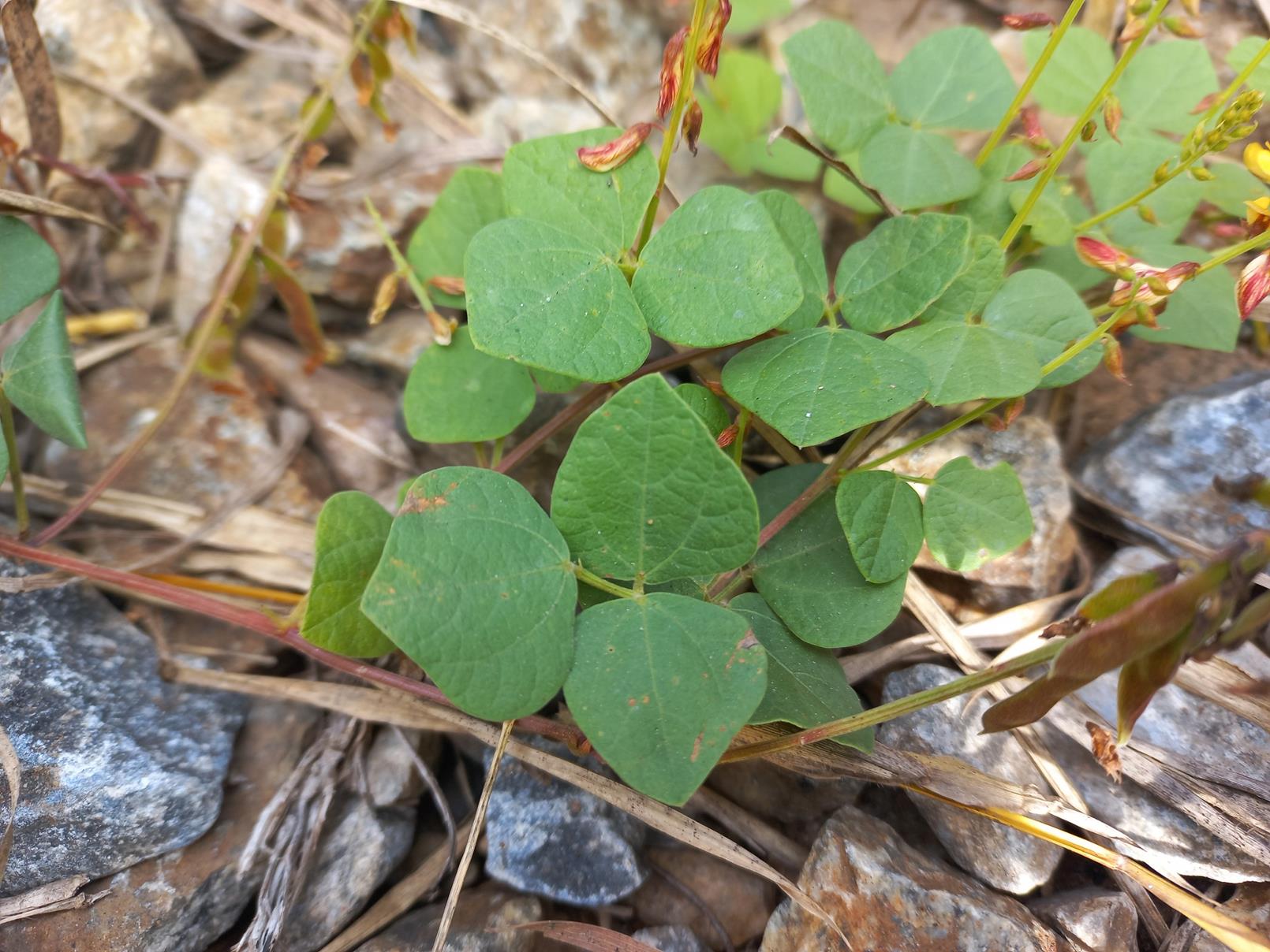 Rhynchosia sublobata