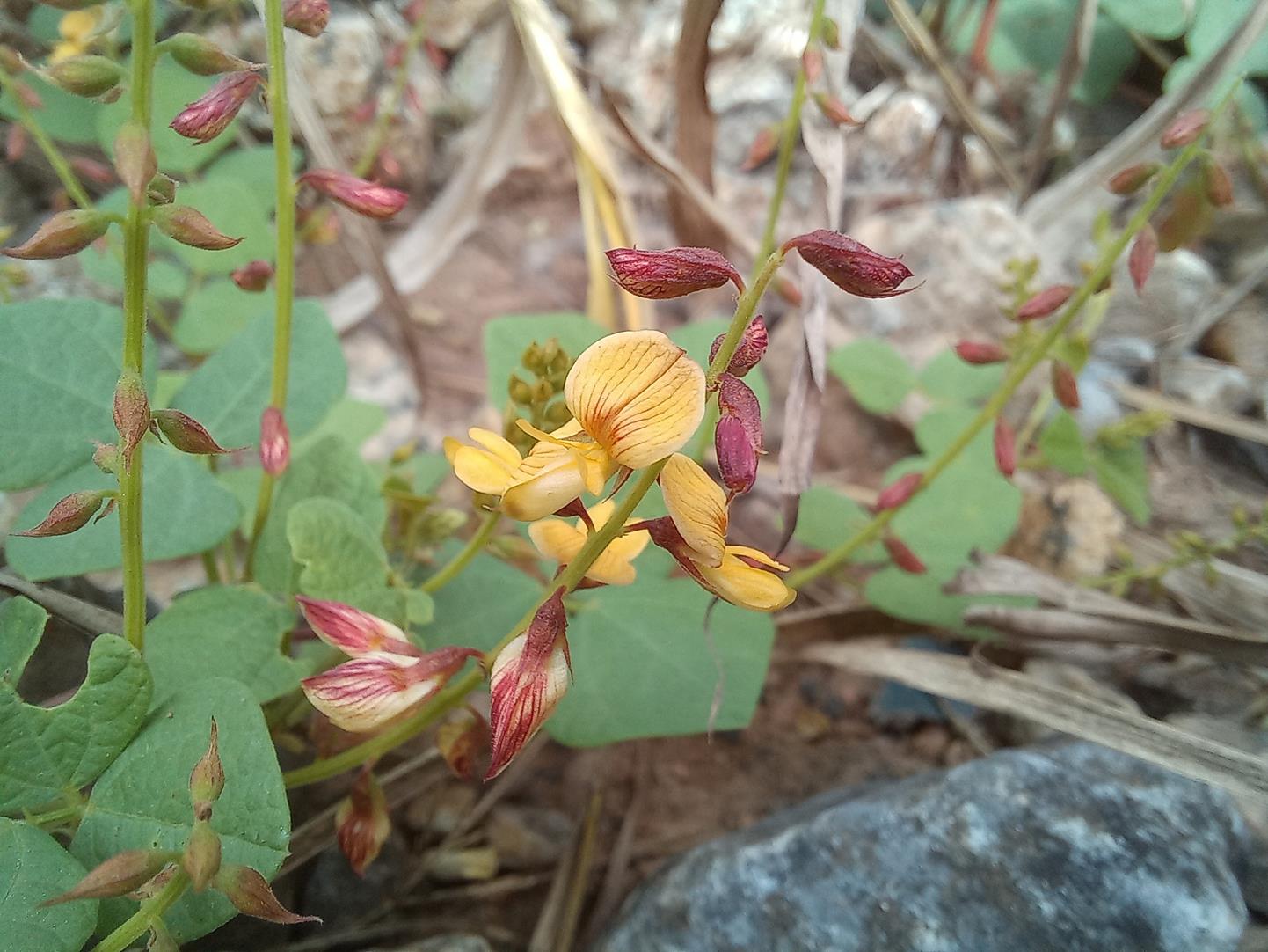 Rhynchosia sublobata