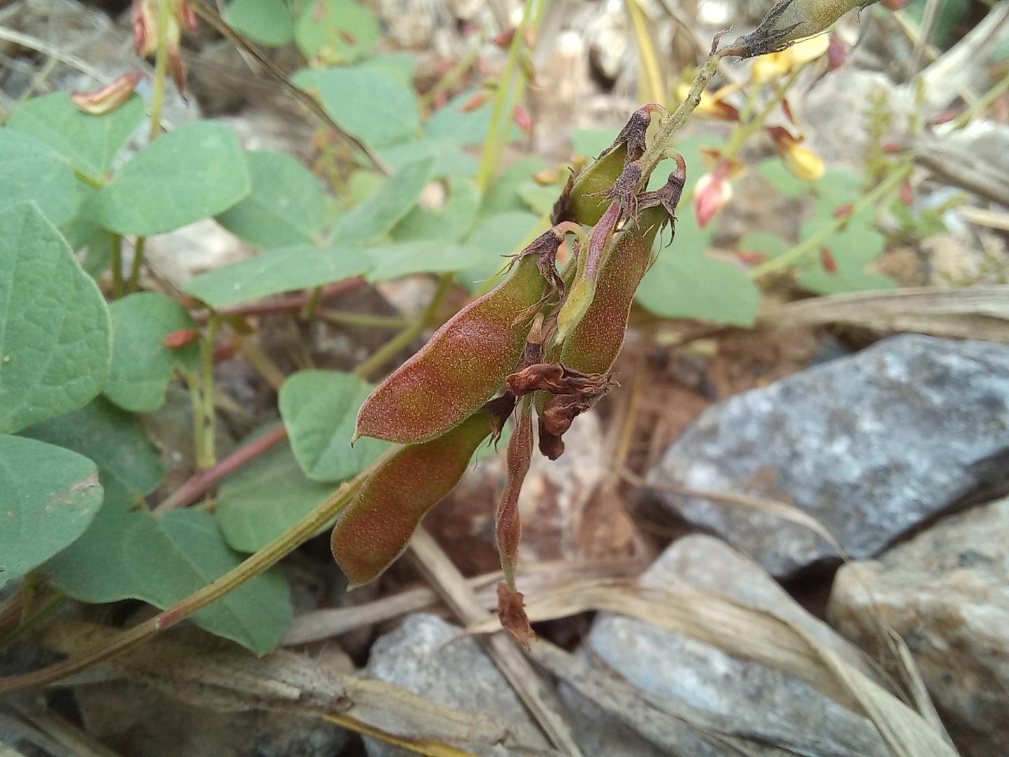 Rhynchosia sublobata