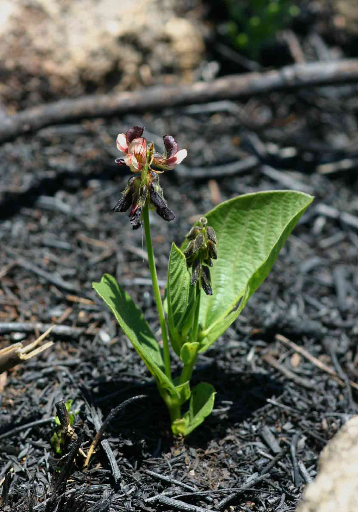 Eriosema chrysadenium var. chrysadenium