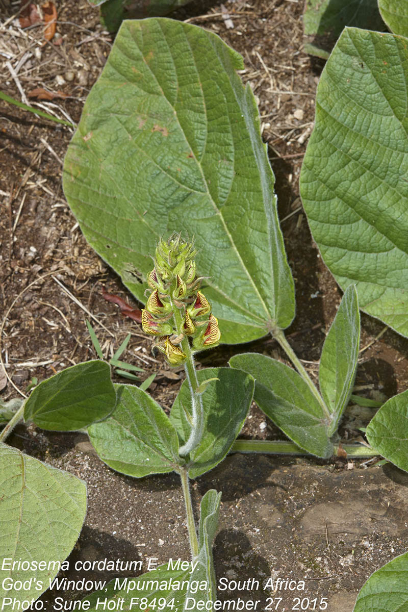 Eriosema cordatum Eriosema cordatum