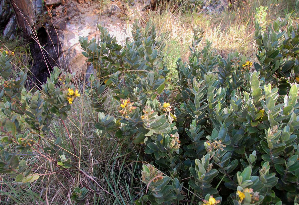 Eriosema ellipticum subsp. ellipticum