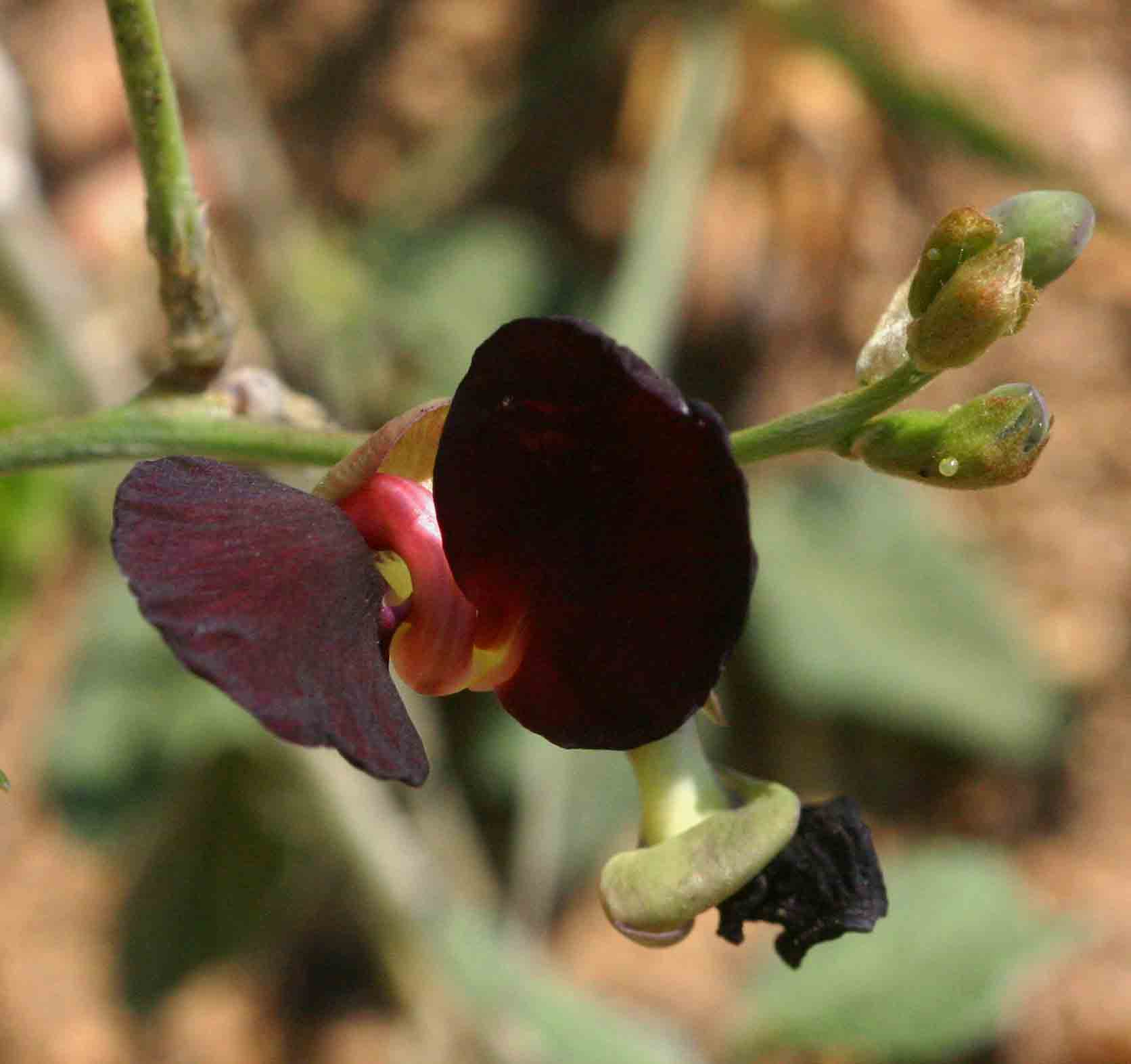 Macroptilium atropurpureum Macroptilium atropurpureum