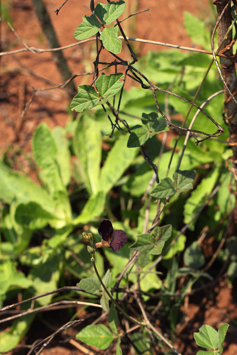 Macroptilium atropurpureum Macroptilium atropurpureum