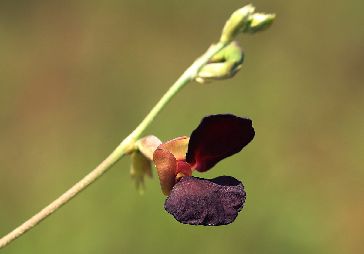 Macroptilium atropurpureum Macroptilium atropurpureum