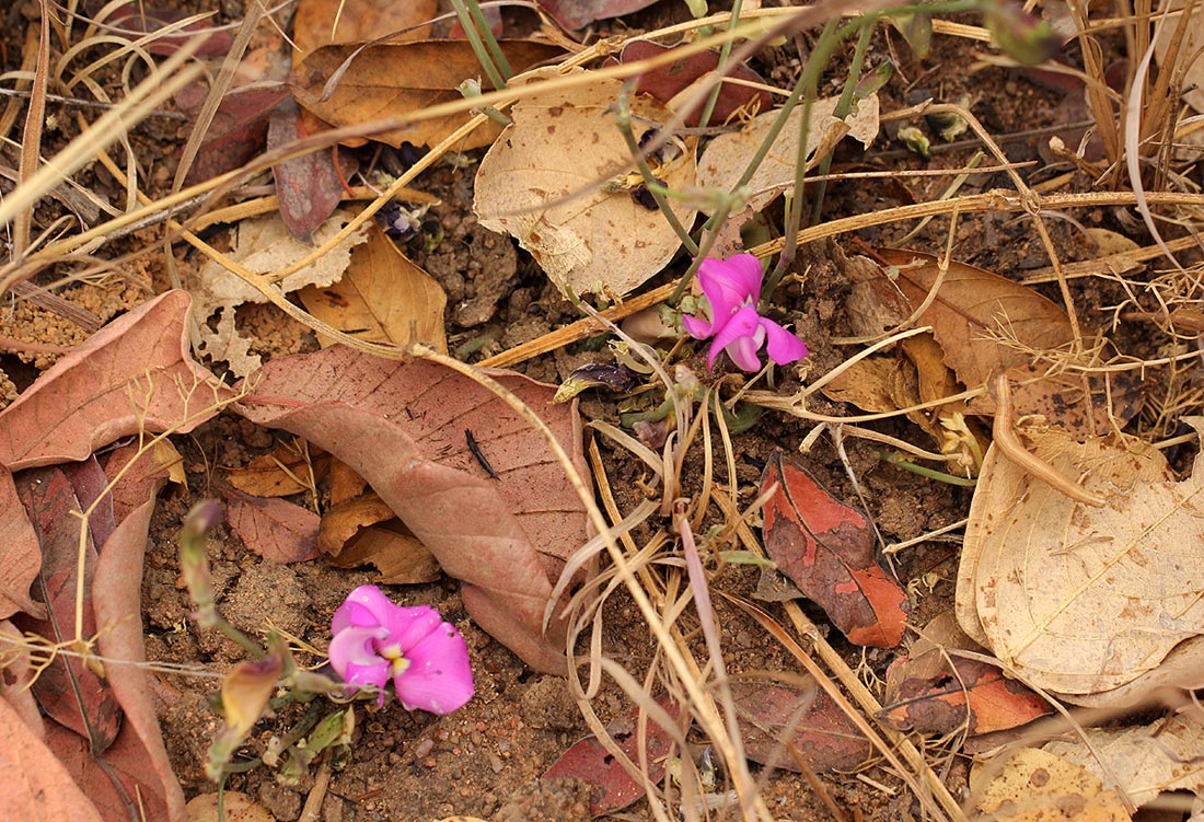 Vigna antunesii Vigna antunesii