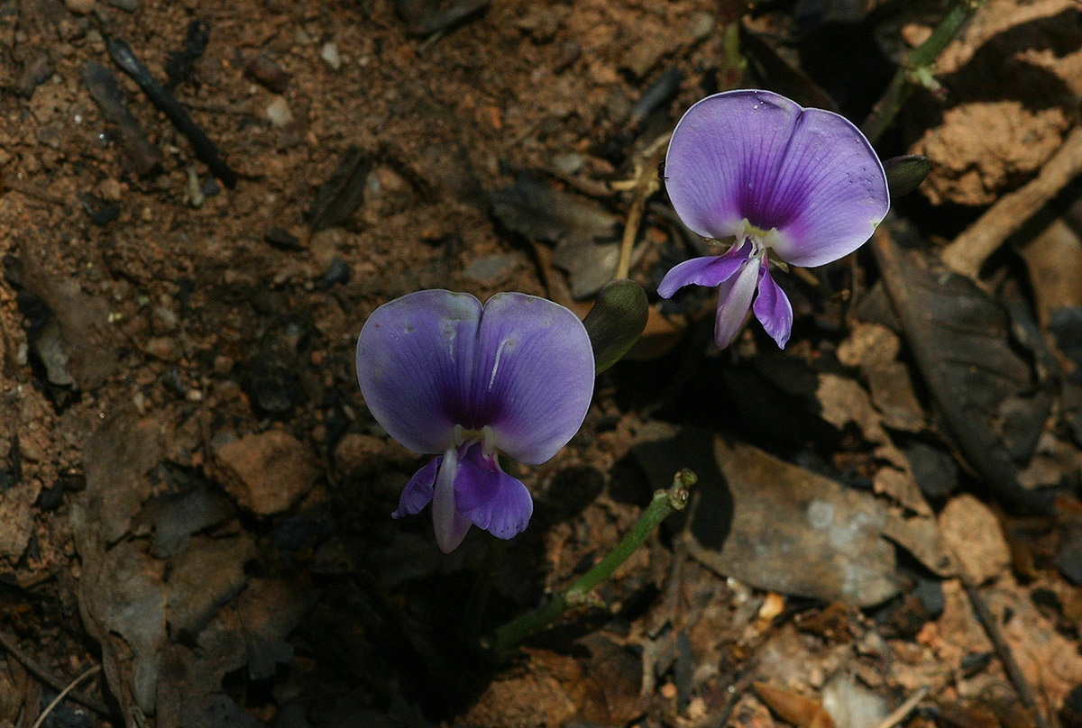 Vigna frutescens subsp. frutescens var. frutescens