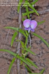 Vigna frutescens subsp. frutescens var. frutescens