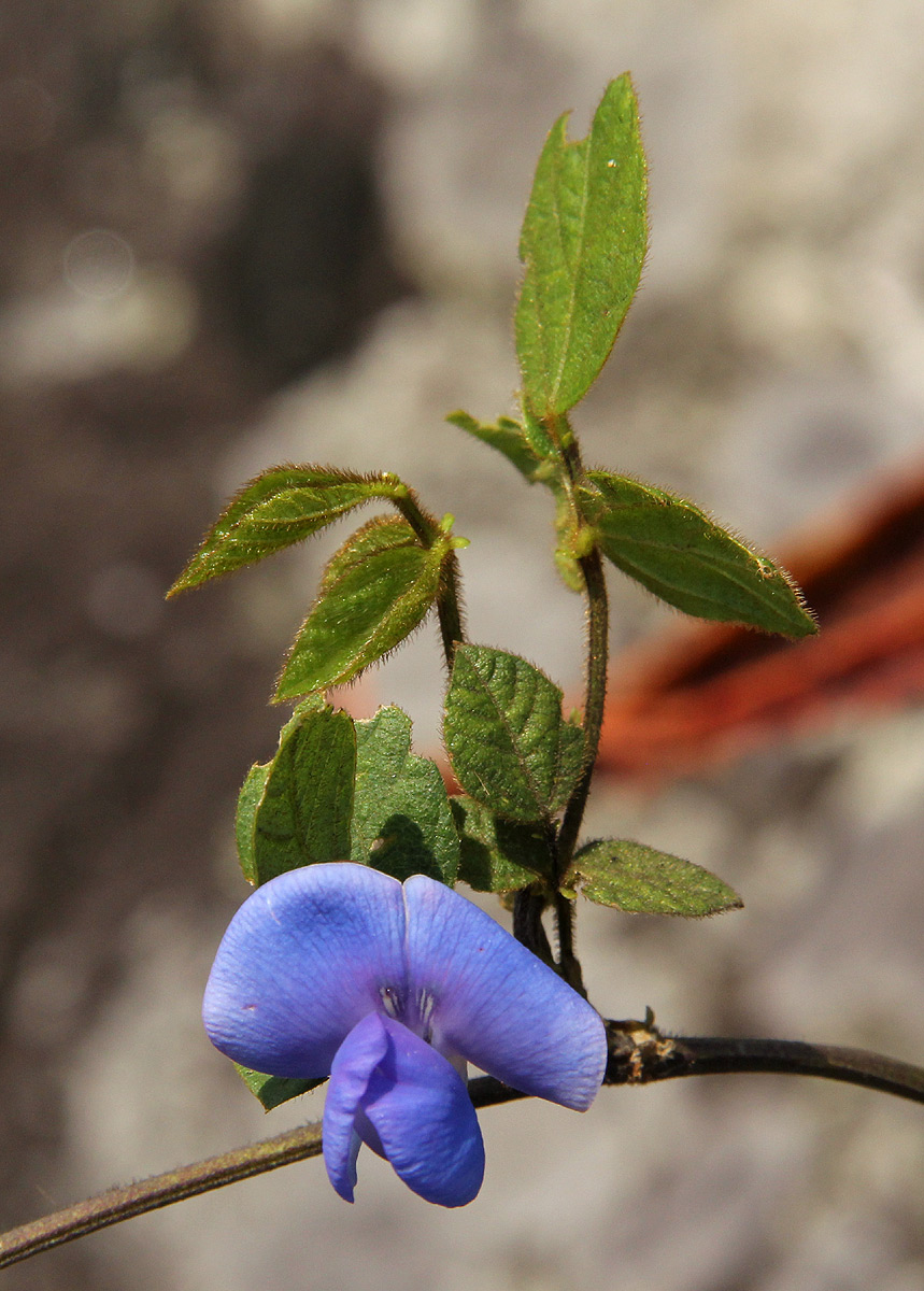 Vigna gazensis Vigna gazensis
