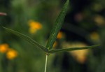 Vigna vexillata var. angustifolia