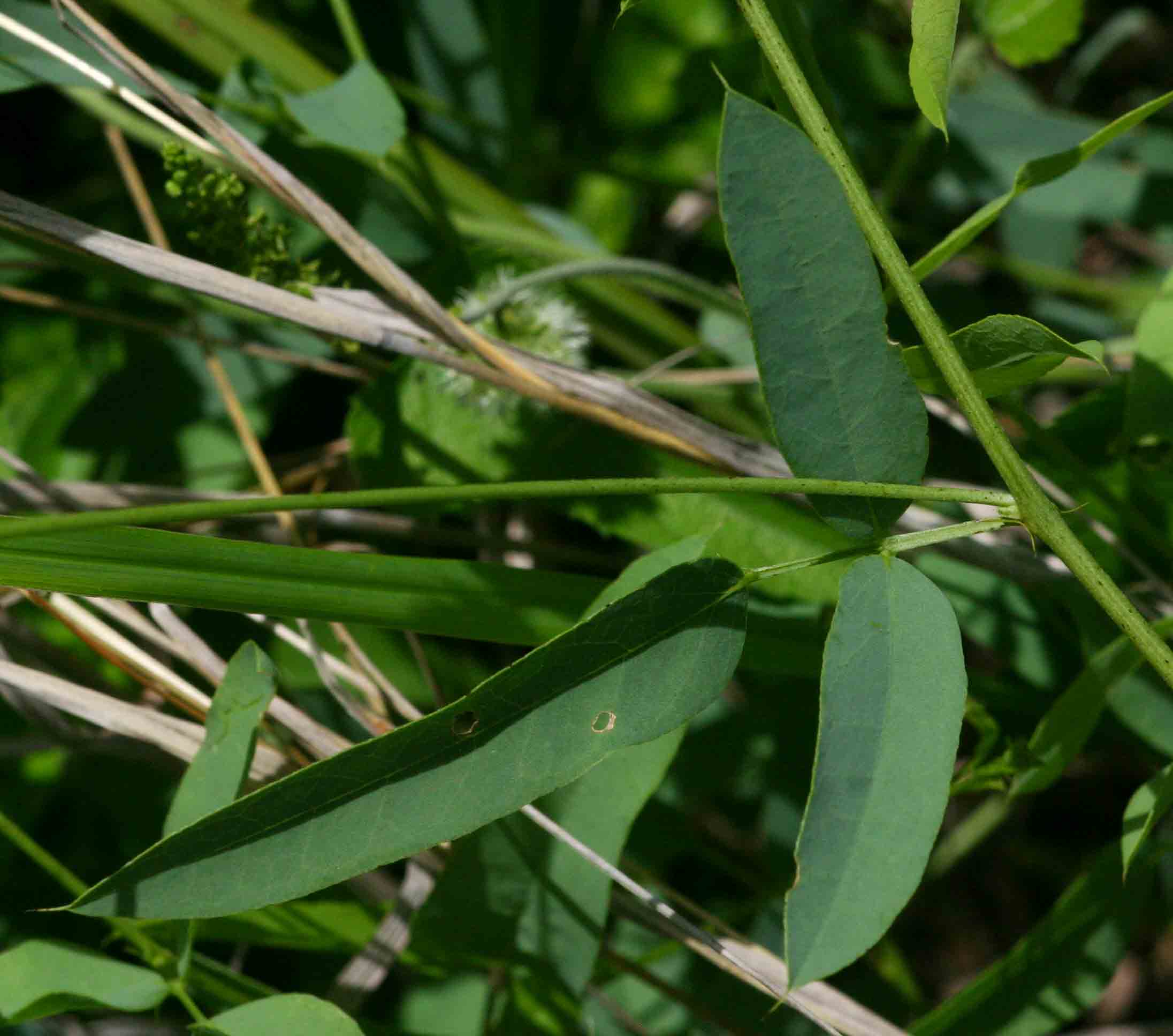 Otoptera burchellii Otoptera burchellii