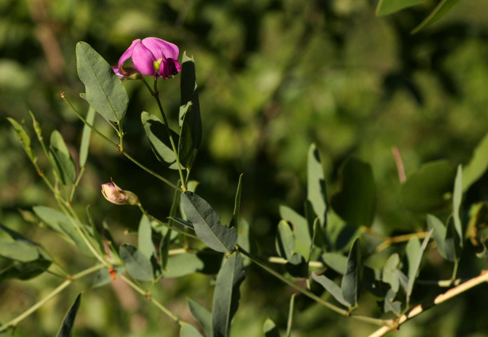 Otoptera burchellii Otoptera burchellii