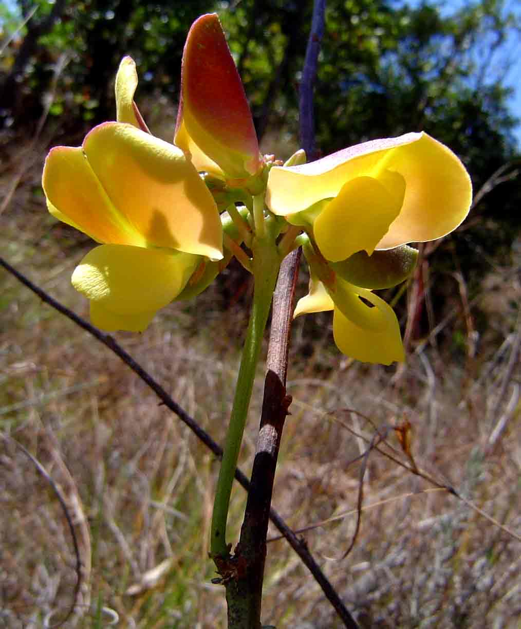 Sphenostylis erecta subsp. erecta