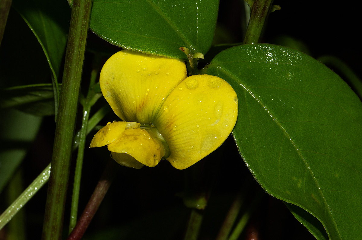 Sphenostylis erecta subsp. erecta