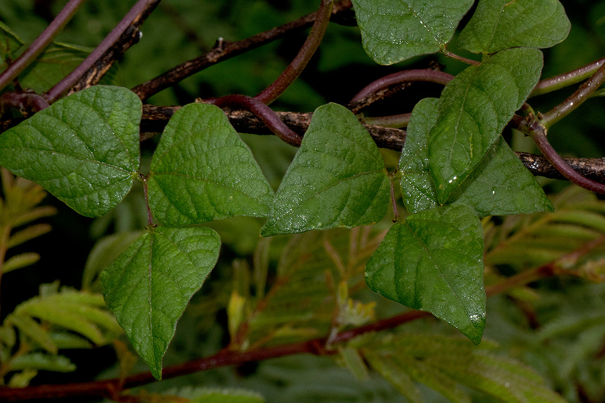 Lablab purpureus subsp. uncinatus Lablab purpureus subsp. uncinatus