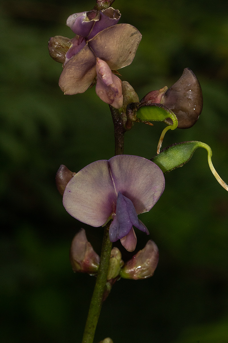 Lablab purpureus subsp. uncinatus Lablab purpureus subsp. uncinatus