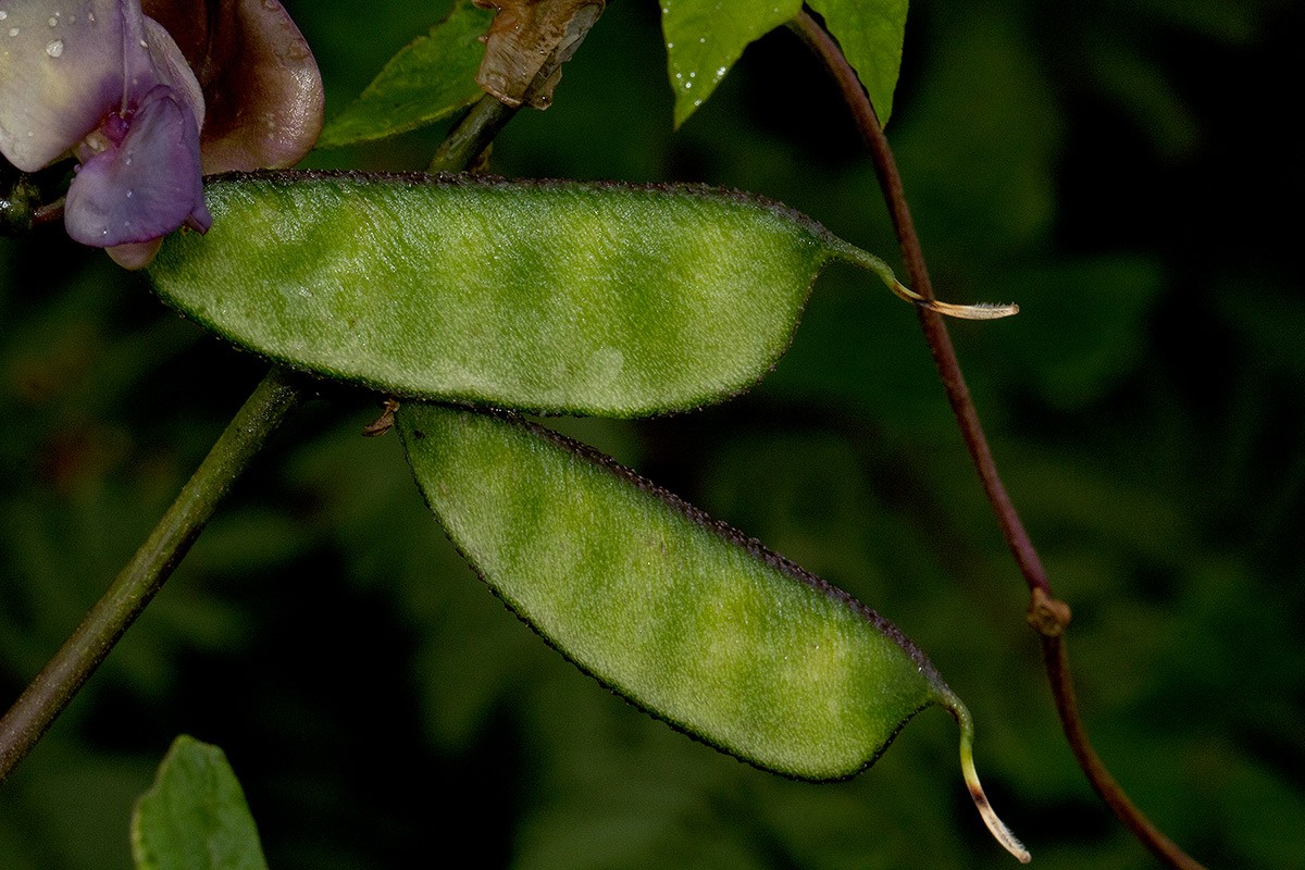Lablab purpureus subsp. uncinatus var. uncinatus