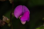 Lablab purpureus subsp. uncinatus var. uncinatus