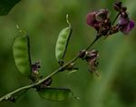 Lablab purpureus subsp. uncinatus var. uncinatus