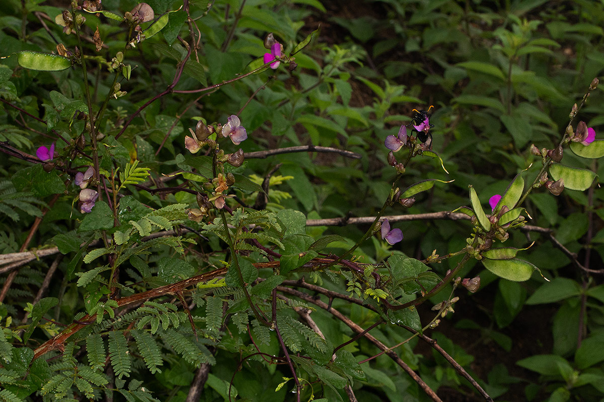 Lablab purpureus subsp. uncinatus Lablab purpureus subsp. uncinatus