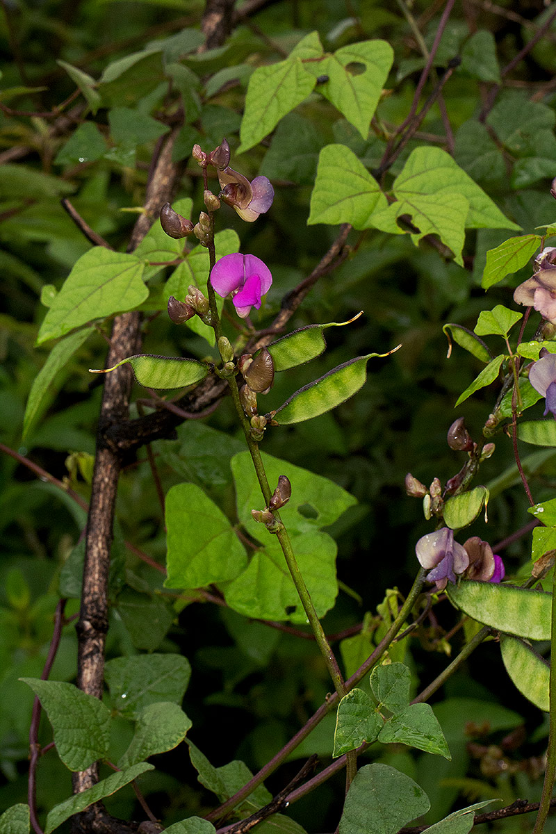 Lablab purpureus subsp. uncinatus Lablab purpureus subsp. uncinatus