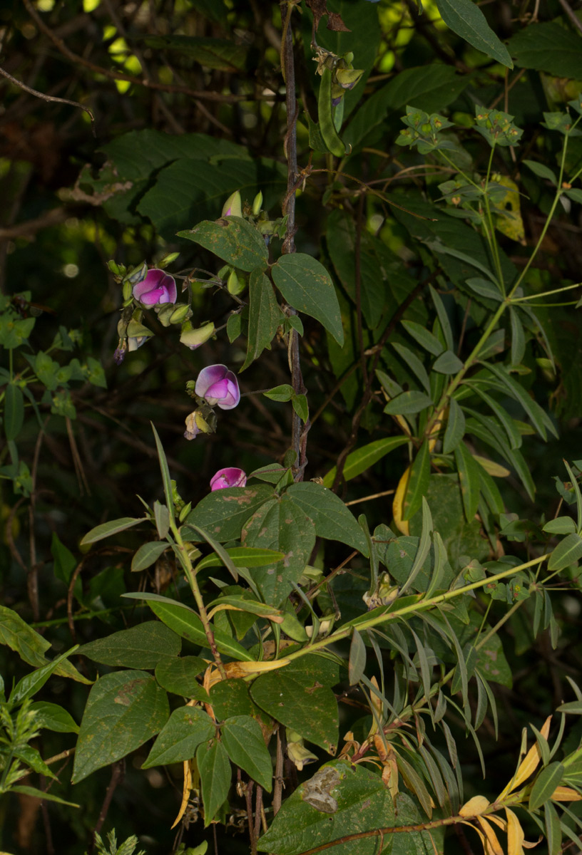 Dolichos sericeus subsp. sericeus