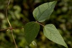 Dolichos sericeus subsp. sericeus