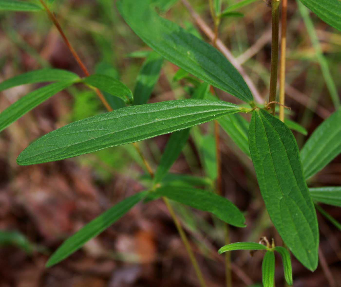 Dolichos trinervatus Dolichos trinervatus