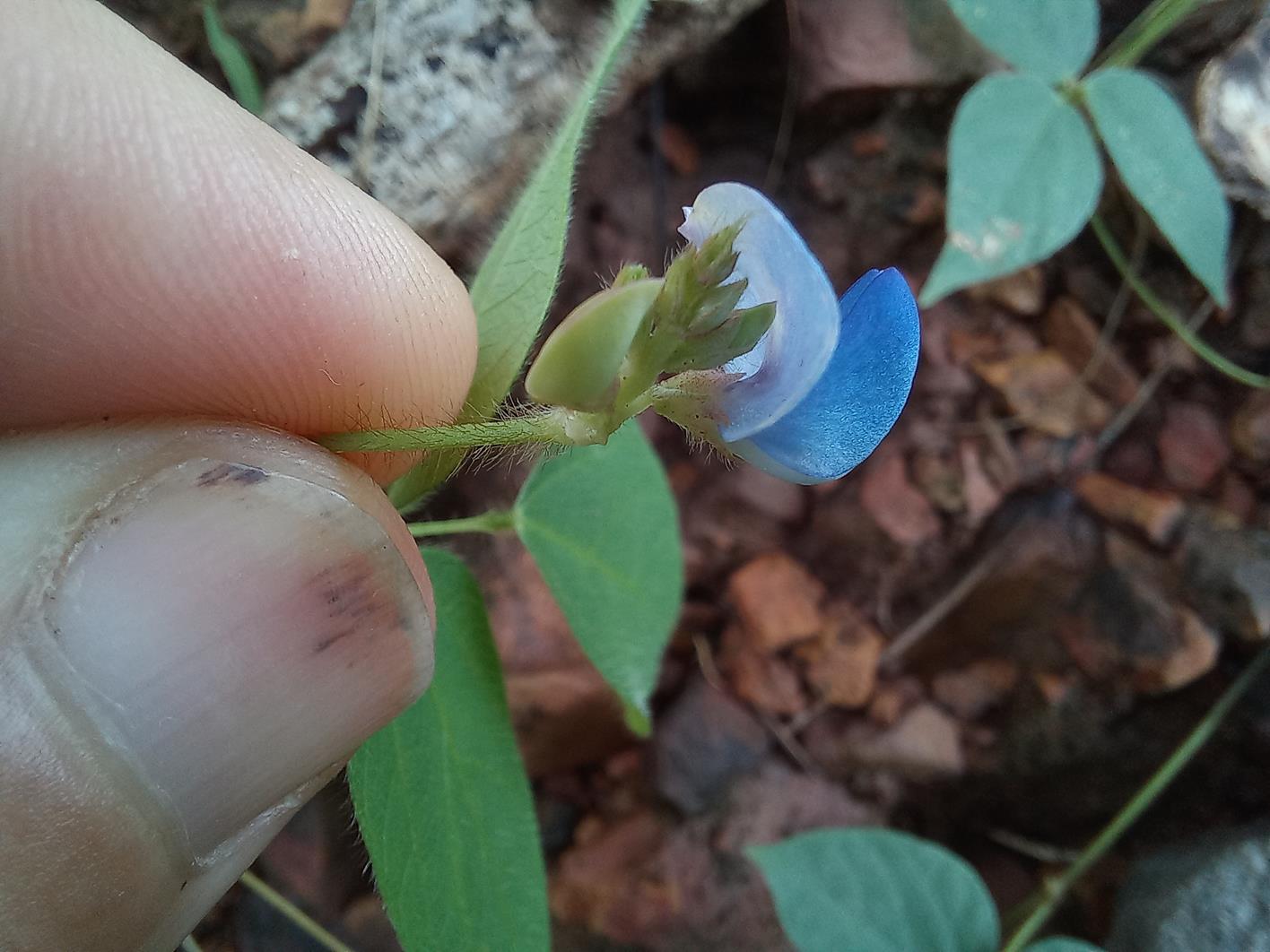 Psophocarpus lancifolius Psophocarpus lancifolius