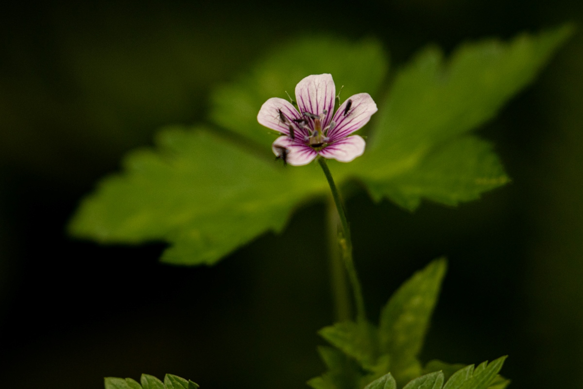 Geranium arabicum subsp. arabicum Geranium arabicum subsp. arabicum