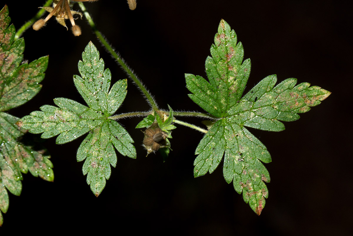 Geranium arabicum subsp. arabicum