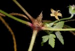 Geranium arabicum subsp. arabicum
