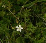 Geranium incanum subsp. nyassense