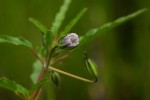 Monsonia angustifolia