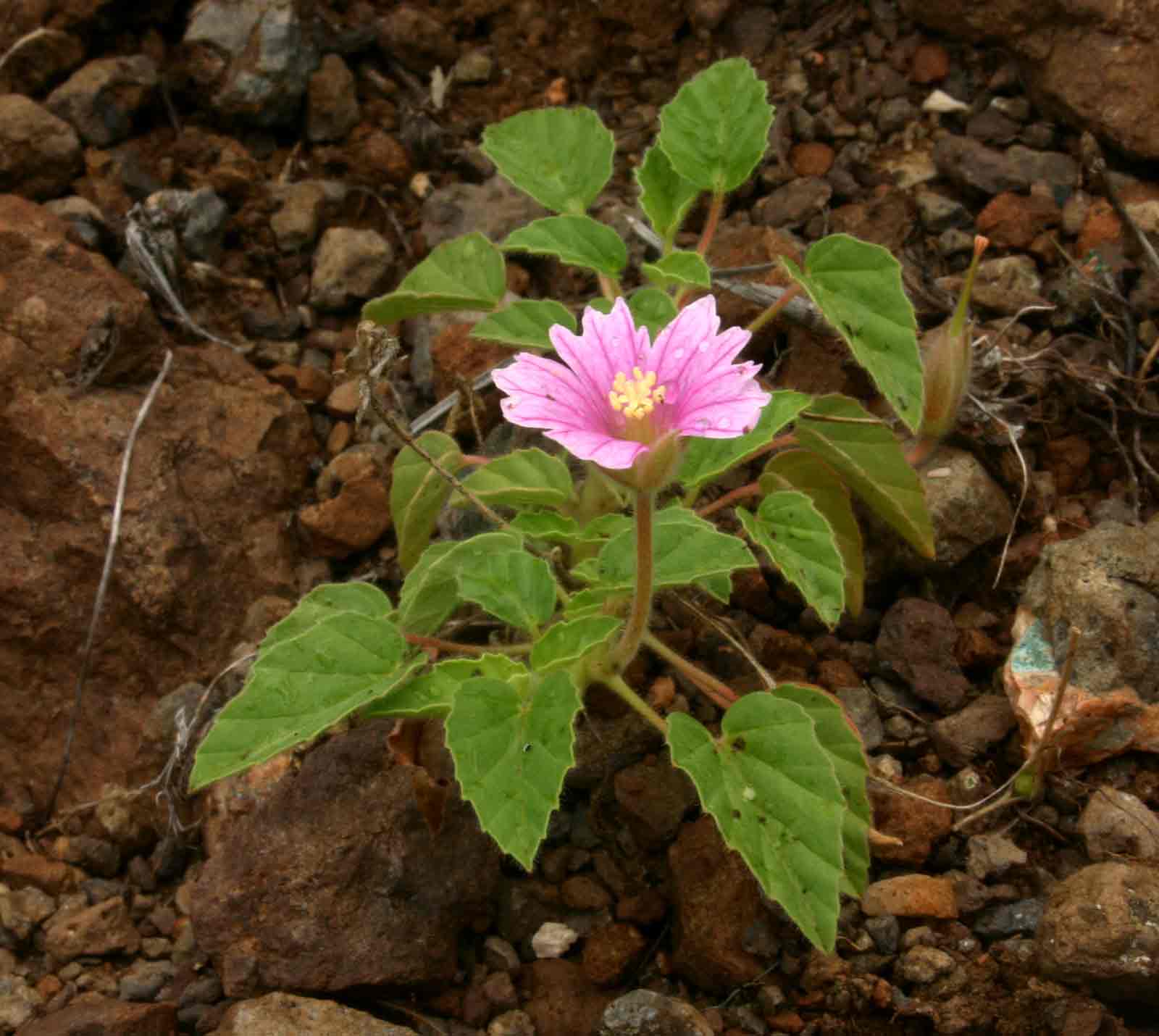 Monsonia senegalensis