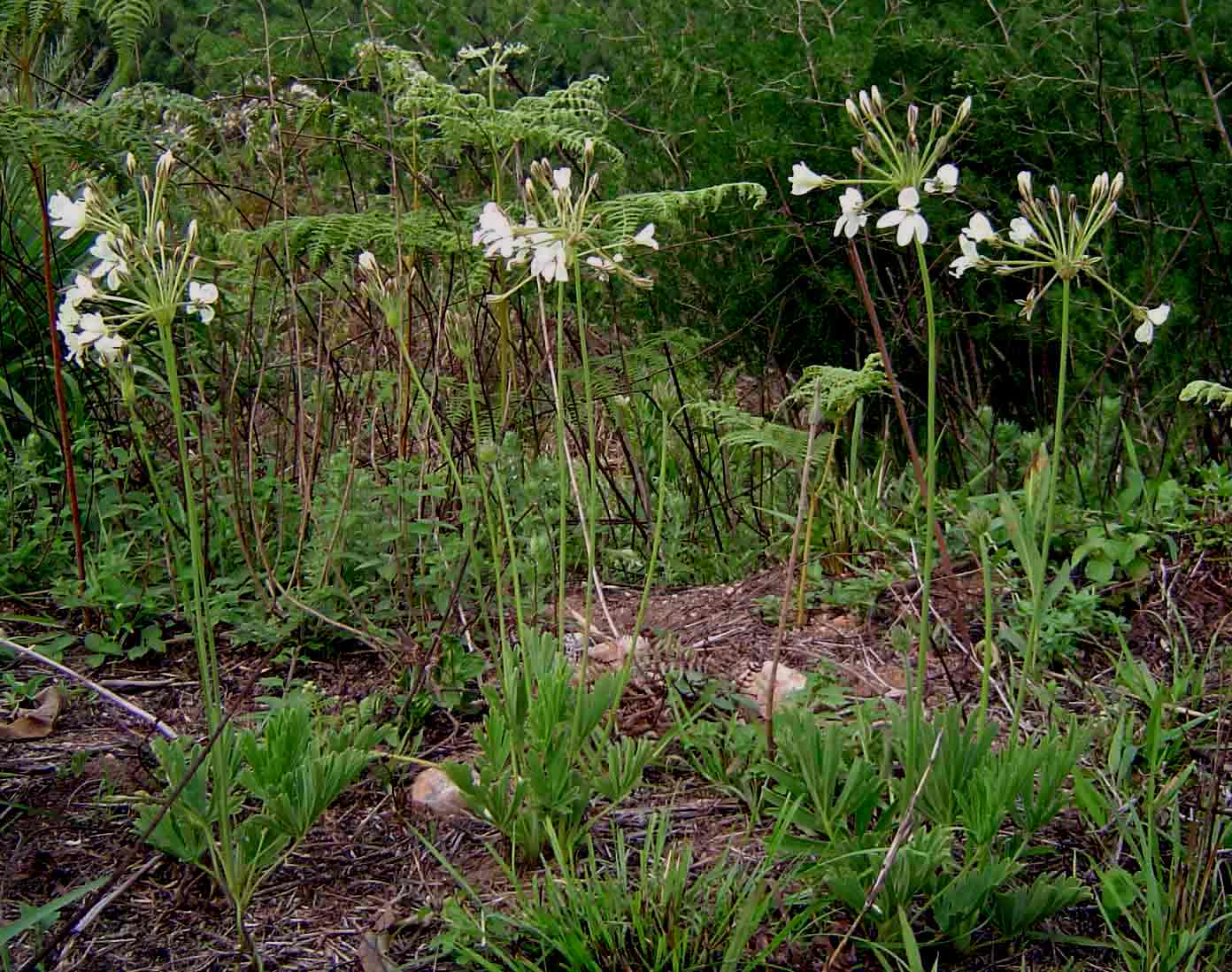 Pelargonium luridum
