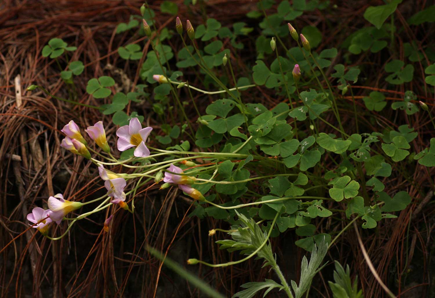 Oxalis obliquifolia