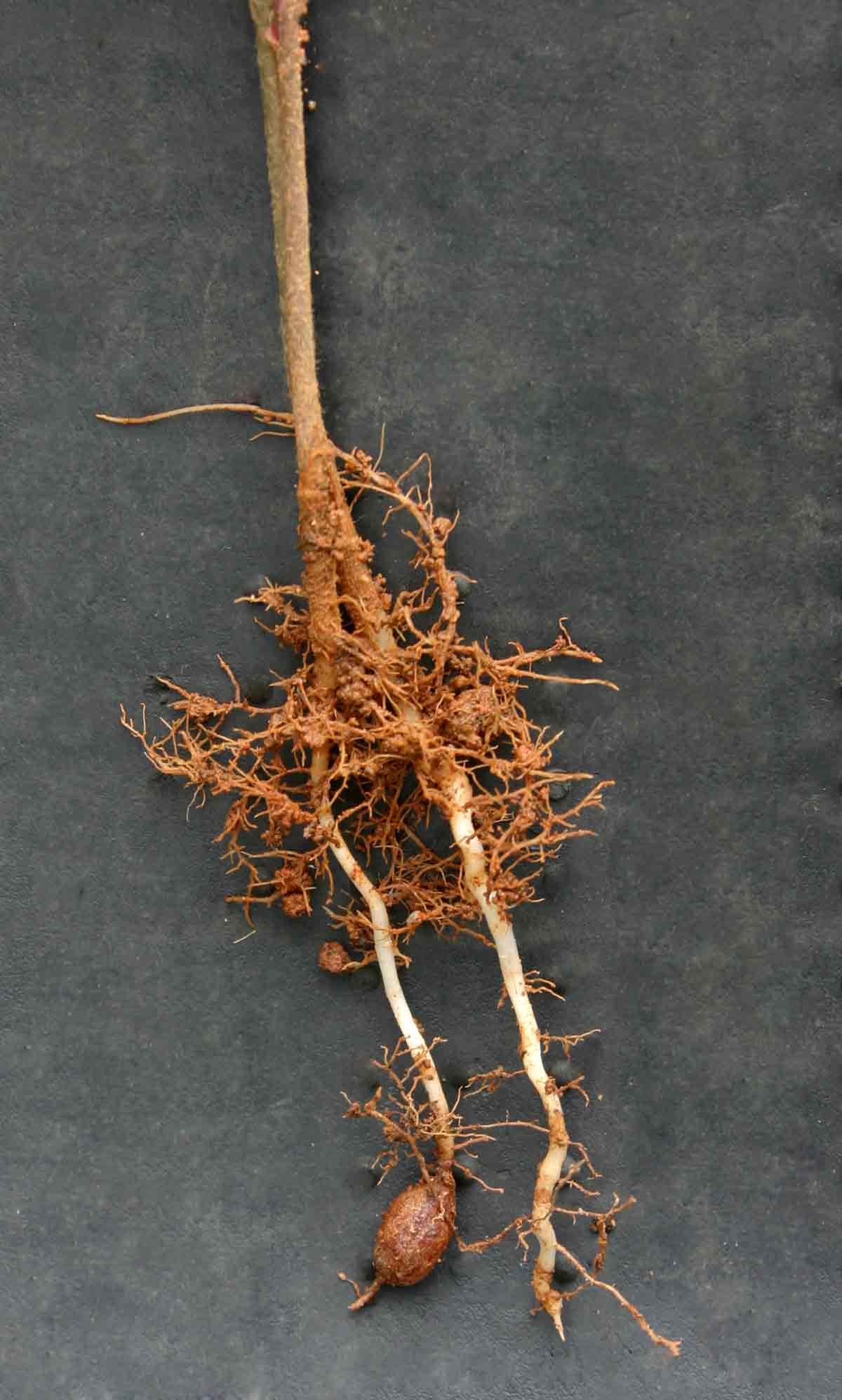 Oxalis semiloba subsp. semiloba