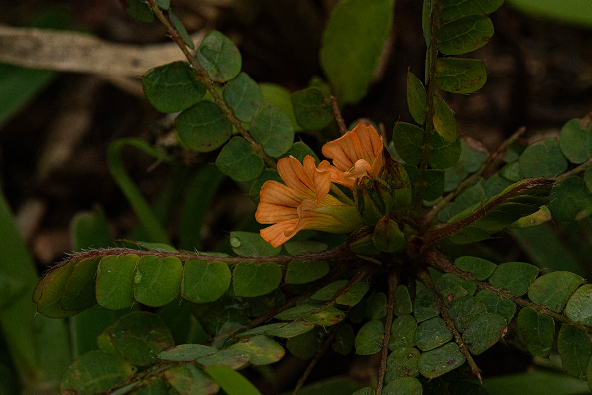 Biophytum umbraculum