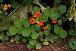 Tropaeolum majus