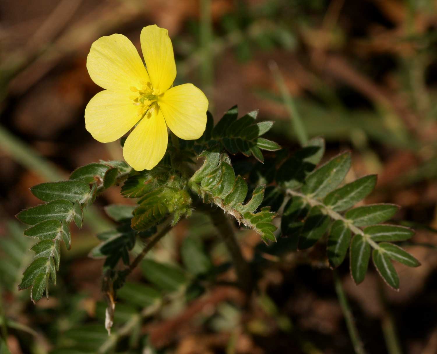 Tribulus terrestris