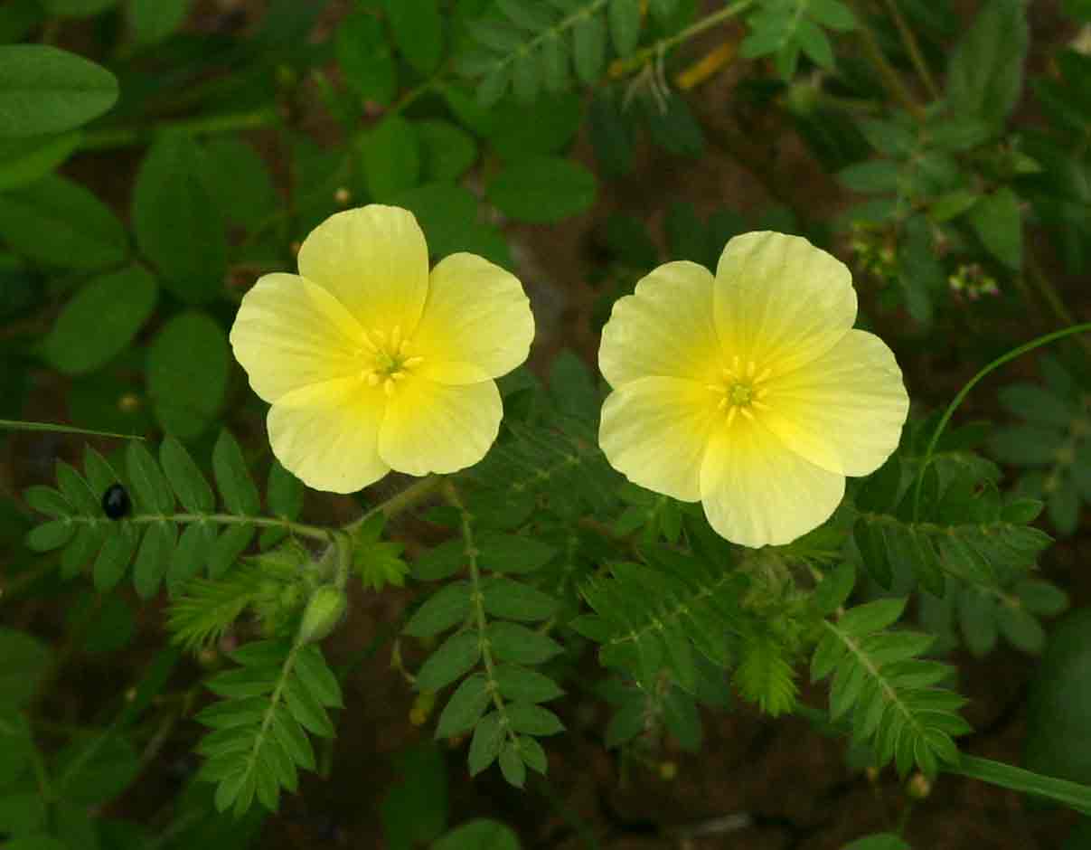 Tribulus zeyheri subsp. zeyheri