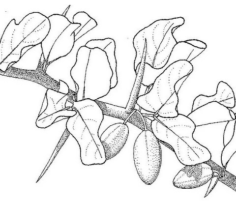 Balanites aegyptiaca var. aegyptiaca