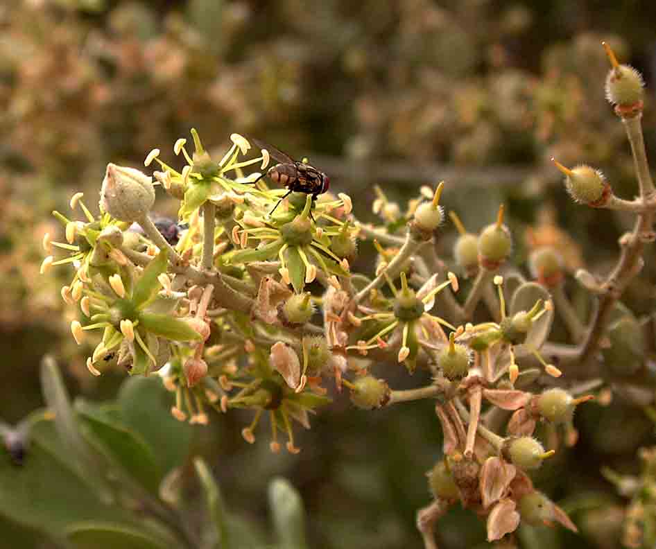 Balanites pedicellaris subsp. pedicellaris