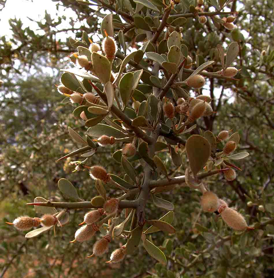 Balanites pedicellaris subsp. pedicellaris