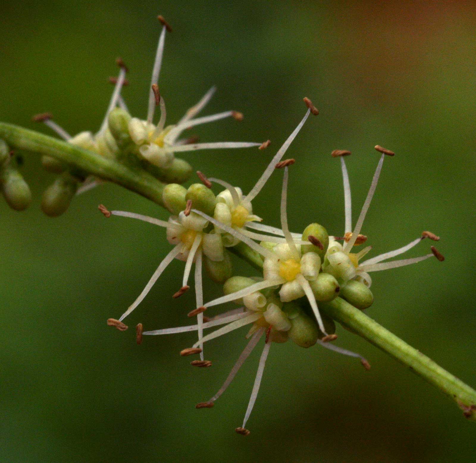 Zanthoxylum leprieurii